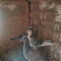 چهار کفتر فروشی