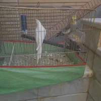 پرنده