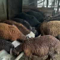 گوسفند قربانی نروماده