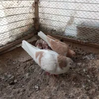 ساده هفترنگ