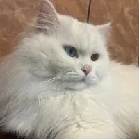 گربه پرشین نر یک سال و نیمه عقیم نشده