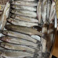 کفال تازه صید روز