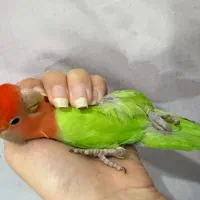کوتوله برزیلی