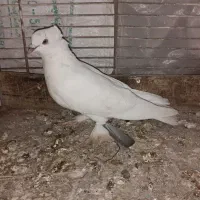 کفتر سفید کاکلی‌پاپر