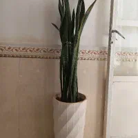 گل سانسوریاباگلدان سرامیکی