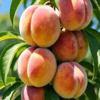 خرید فروش باغچه و زمین در پیشک۱.۲.۳