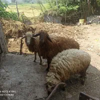 گوسفند چاق داشتی