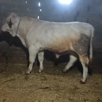 گاو گوشتی|حیوانات مزرعه|اصلاندوز, |دیوار