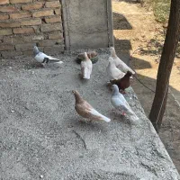 کفتر چپ یا چادری