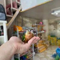 جوجه عروس،جوجه گرینچیک،جوجه طوطی برزیلی