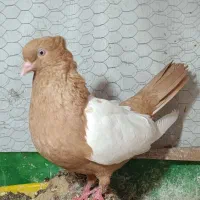 لیلک ،طوقی ،سینه زرد ماده کفتر