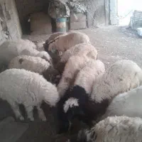 بره برای فروش دارم