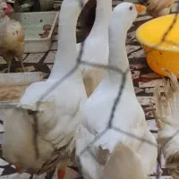 قو غاز لیندا سفید سالم و سلامت
