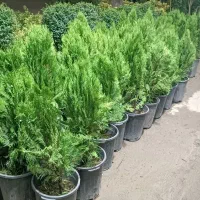 خدمات تخصصی کشاورزی،  فضای سبز  روف گاردن ،باغبانی