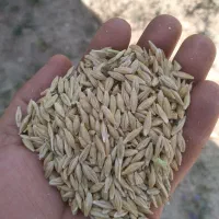 جو بهاره