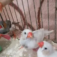 پرنده