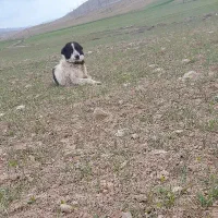 سگ گله|سگ|زنده رود, |دیوار
