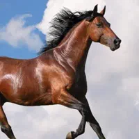 خرید و فروش اسب