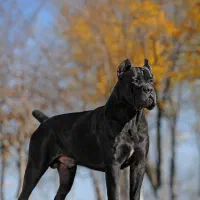 نژاد قدرتمند کن کورسو