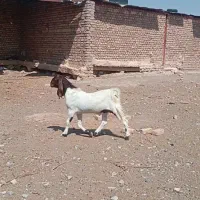 بزغاله پاکستانی درجه یک