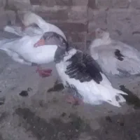 تخم‌غاز‌سفید