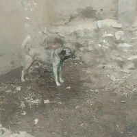 سلام.دو.عدد.سگ.نگهبان
