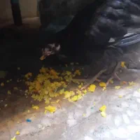 دو عدد جوجه