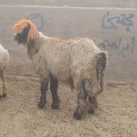 قوچ داشتی