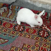 خرگوش بازیگوش