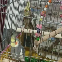 فروشی  نر ماده جفت نر حرف زدن