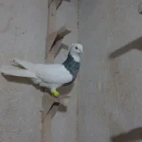کفتر،