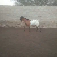 نری بندر لنگه