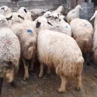 24عدد میش اکثرا مایه کردن