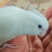 عروس هلندی