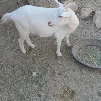 بز سانن اصل