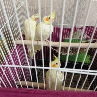 عروس هلندی