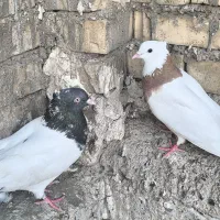 کبوتر|پرنده|اهواز, فاز ۱ پادادشهر|دیوار