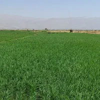 ۱۵متر چلتوک علی کاظمی