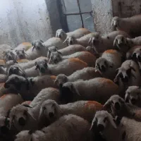نیازمند تامین کننده گوسفند گاو گوساله بره کهره میش