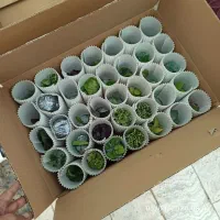 ارسال گیاهان آپارتمانی از محلات