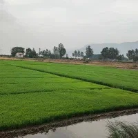 شالی تیم،بذر شالی آماده نشا