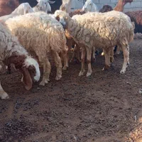 بره نر فروشی هشتبندی