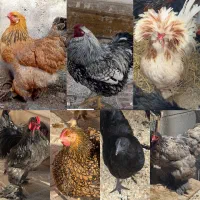 مرغ خروس جوجه برهما محلی گلپایگانی ویاندوت لهستانی