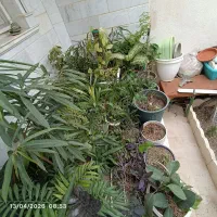 گل و گلدان و خاک
