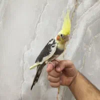 فروش عروس هلندی