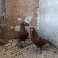 سرخ دورگ نر