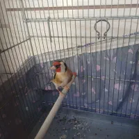 سهره|پرنده|خرم‌آباد, |دیوار