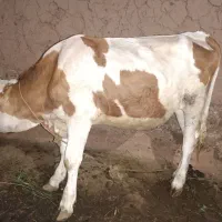 گاو سیمنتال