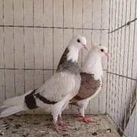 جوجه کفتر بوم ندیده