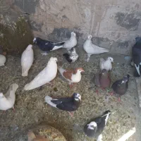 کفتر پرشی و تزینی
